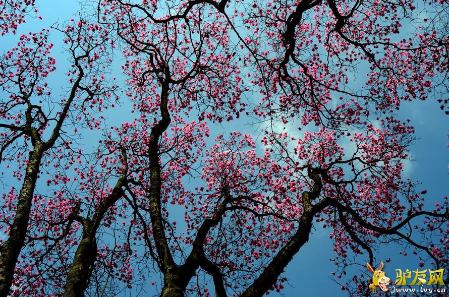 5463379620130321102419087 - ����.jpg